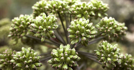 Notes vertes naturelles : retour en grâce de trois matières d’exception