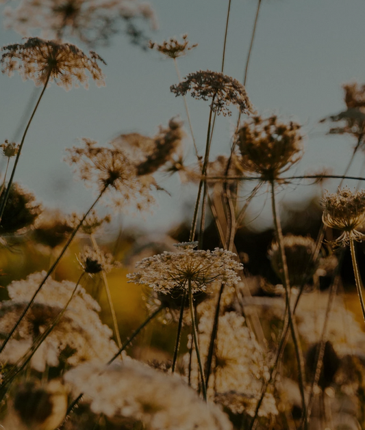 Les coulisses de la fabrication d'un Parfum naturel