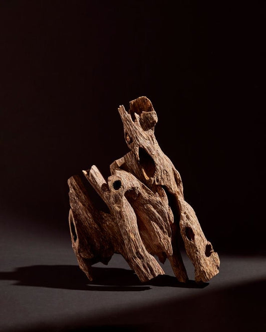 Le Oud en Parfumerie : Histoire, Origine et Avenir d’un Ingrédient Mythique