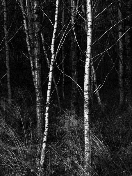 Le bouleau en parfumerie : une facette cuirée racée et emblématique