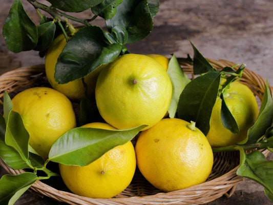 La Bergamote : Un Trésor Hespéridé en Parfumerie