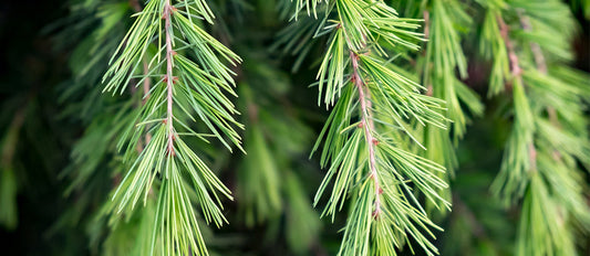 Le Cèdre en parfumerie : pilier noble et vibrant de la composition olfactive
