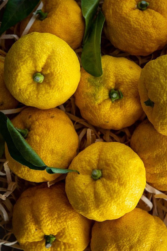 Le Yuzu en parfumerie : l’agrume japonais multifacettes